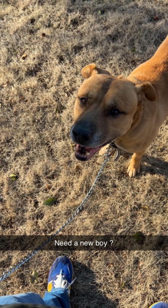 Shelter Stray Male Dog last seen Glenwood Ave SE & Eva Davis Way SE, Atlanta, GA 30, 30316, GA, Chamblee, GA 30341