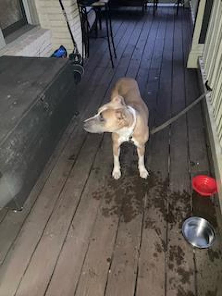 Shelter Stray Unknown Dog last seen Near E Lake Dr NE, ATLANTA, 30317, 30317, GA, Chamblee, GA 30341