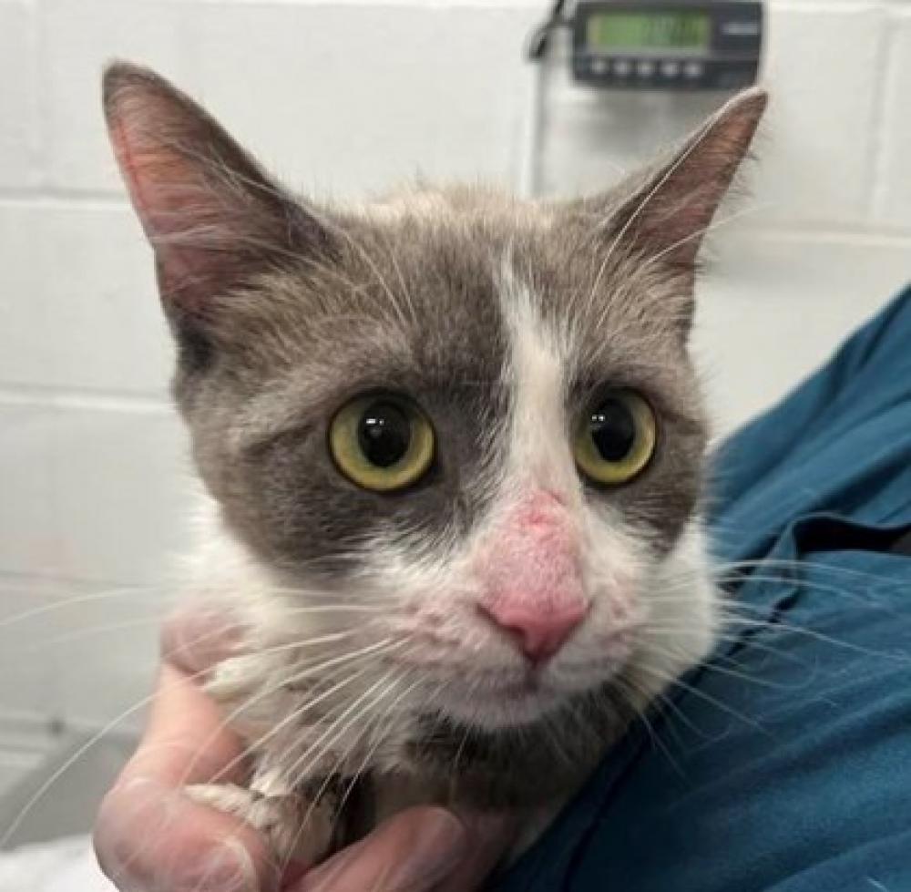 Shelter Stray Female Cat last seen Near Dorithan Rd Balt 21215, 21215, MD, Baltimore, MD 21230