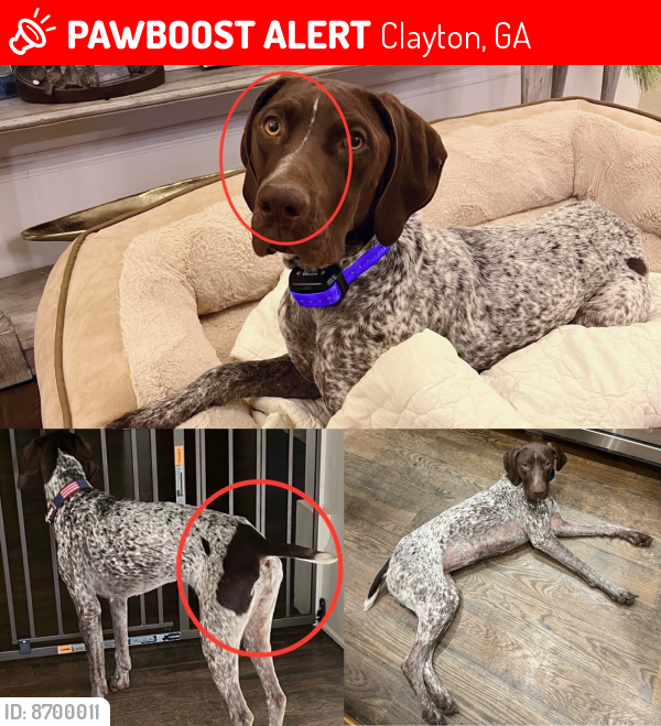 Lost Female Dog last seen Rabun Arena, Clayton, GA 30525
