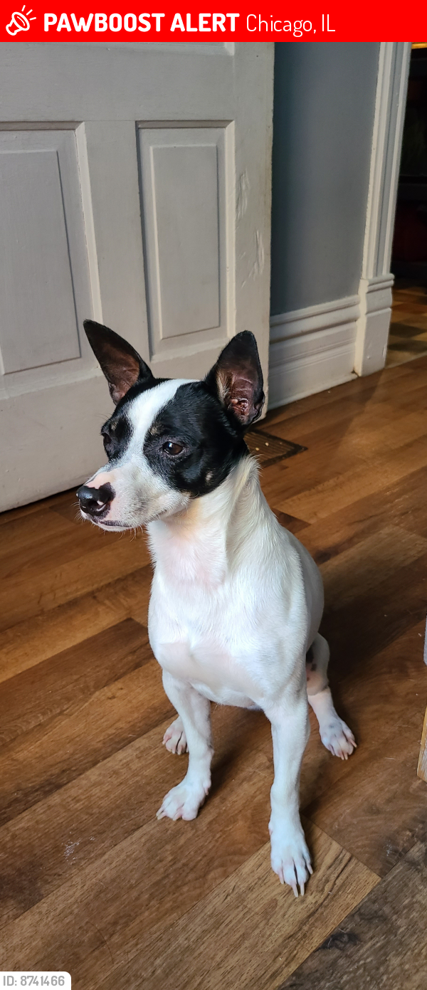 Lost Male Dog last seen California ave and Potomac ave, Chicago, IL 60622