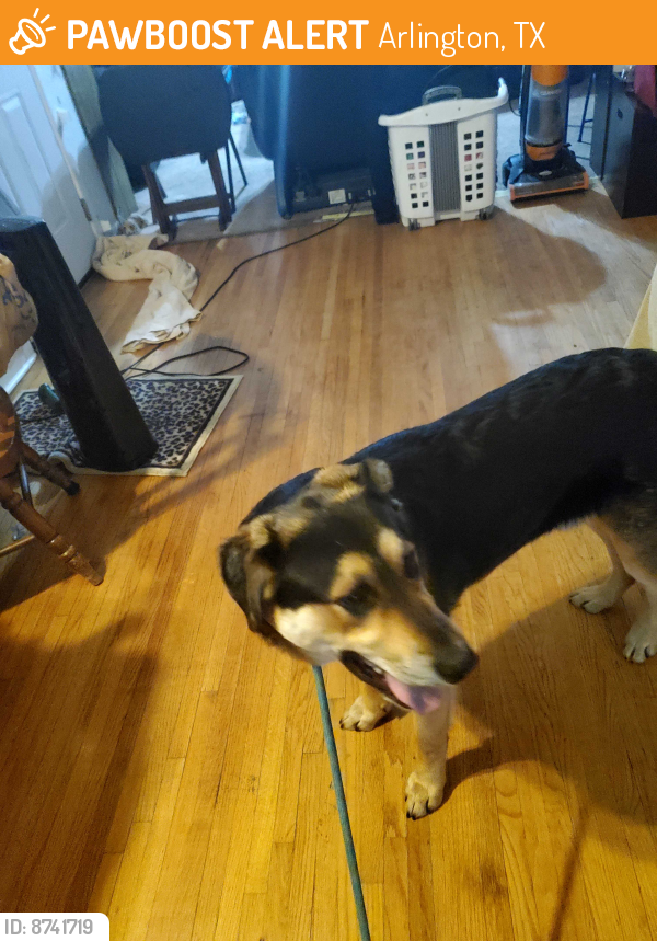 Found/Stray Male Dog last seen Near and abrams st arl.tx 76010  across from gm plant, Arlington, TX 76010