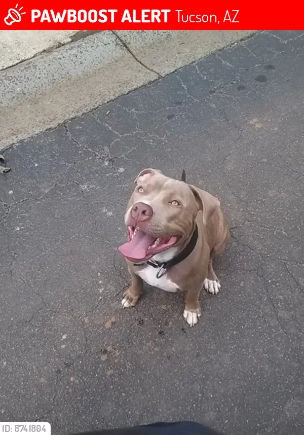 Lost Male Dog last seen Escalante and kolb, Tucson, AZ 85730