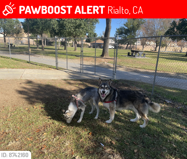 Lost Male Dog last seen Willow Ave & Bloomington Ave, Rialto, CA 92376