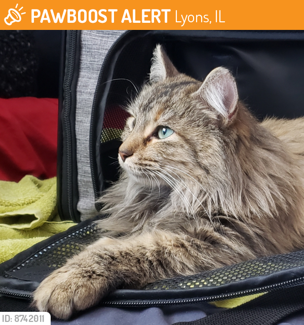 Rehomed Unknown Cat last seen Ogden and Leland , Lyons, IL 60534
