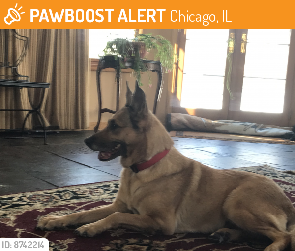 Found/Stray Female Dog last seen 110th & Kedzie , Chicago, IL 60655