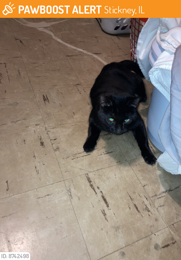 Rehomed Unknown Cat last seen Morton West HS, Stickney, IL 60402