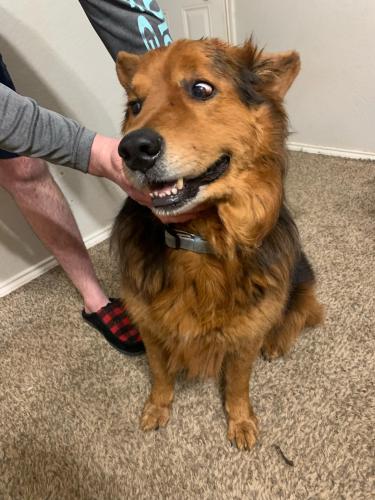 Found/Stray Male Dog last seen Merry View Lane, Fort Worth, TX 76120
