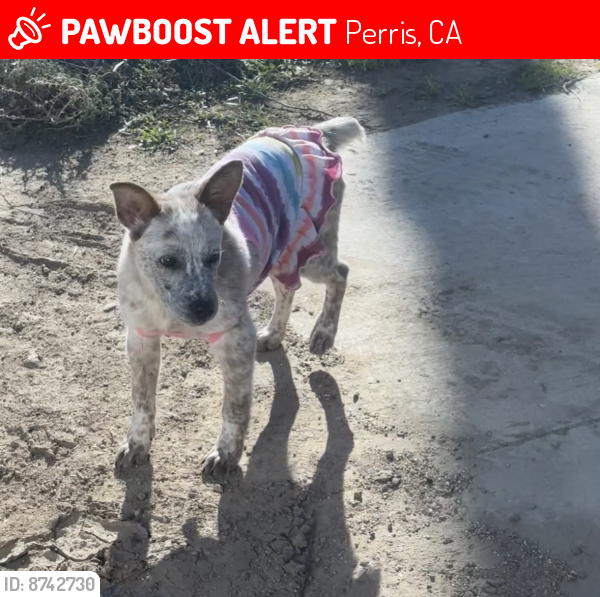 Lost Female Dog last seen Phillips st, Perris, CA 92570