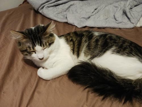 Lost Male Cat last seen Coors and gun club, Albuquerque, NM 87121