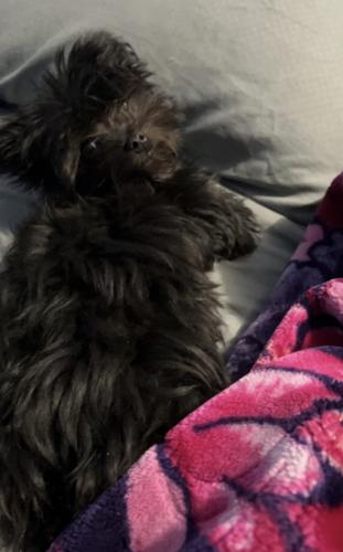 Lost Male Dog last seen 47th place and western, Chicago, IL 60609