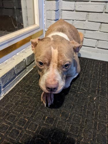 Found/Stray Female Dog last seen cross streets of Norman Road and San Souci Way, Clarkston, GA 30021