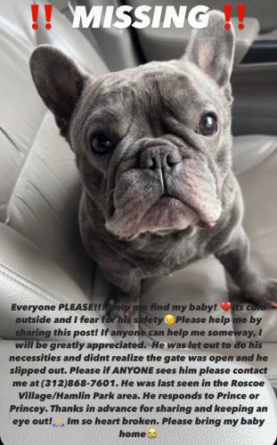 Lost Male Dog last seen Hamlin Park/ Rosco Village , Chicago, IL 60618