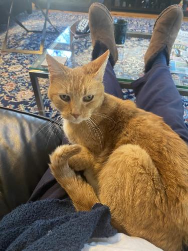 Lost Female Cat last seen High Bridge Road, Bowie, MD 20720