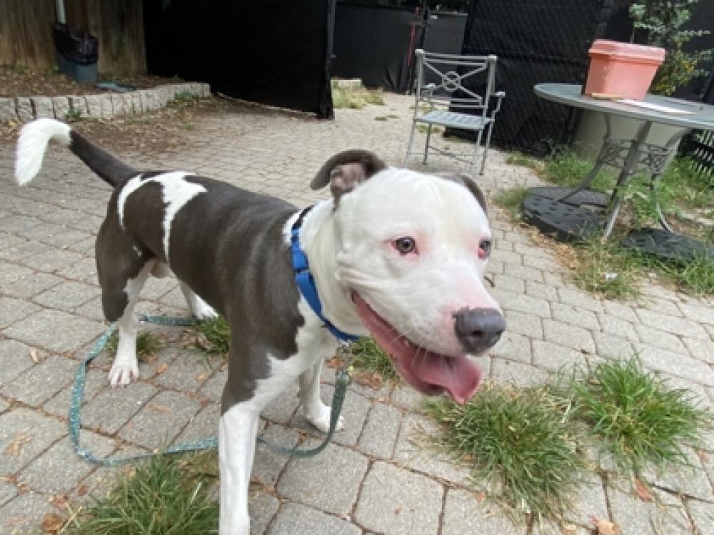 Shelter Stray Male Dog last seen Near Benning Rd SE  20019, SE, DC, Washington, DC 20011