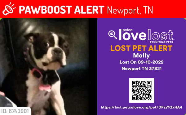 Lost Female Dog last seen Near Orchardview Drive Newport Tennessee 37921, Newport, TN 37821