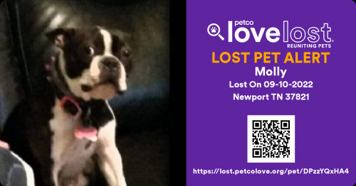 Lost Female Dog last seen Near Orchardview Drive Newport Tennessee 37921, Newport, TN 37821