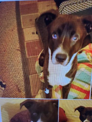 Lost Male Dog last seen King Henry and Olde Towne road, Williamsburg, VA 23188