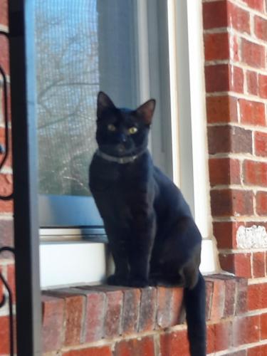 Found/Stray Male Cat last seen Rosemont Elementary School, Gaithersburg, MD 20877