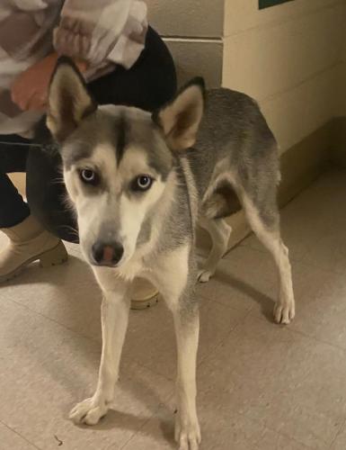 Found/Stray Female Dog last seen Touhy Ave and California Ave, Chicago, IL 60645
