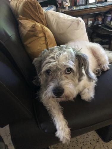 Lost Female Dog last seen Blue road and University , Coral Gables, FL 33146