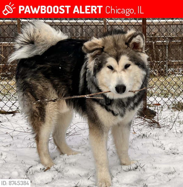 Lost Male Dog last seen N St.Luis Street and Cortland , Chicago, IL 60647