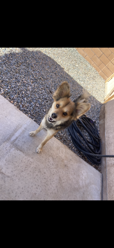 Found/Stray Male Dog last seen Near Sunshine W Plaza Dr, Albuquerque, NM 87121, Albuquerque, NM 87121