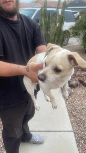 Found/Stray Male Dog last seen Sorento neighborhood , Maricopa, AZ 85138