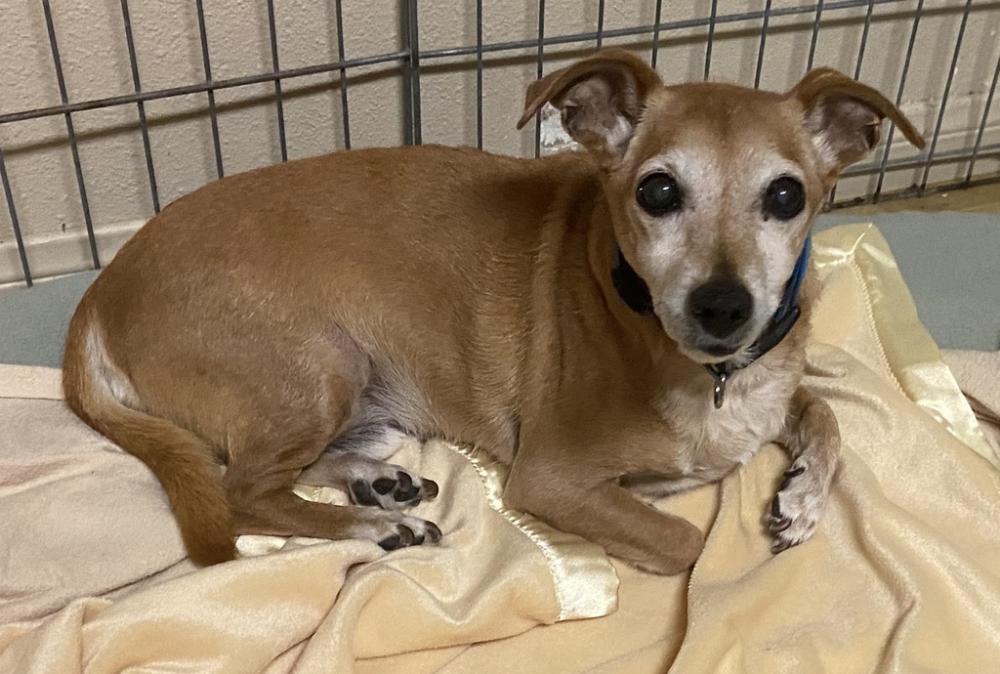 Shelter Stray Male Dog last seen Waring Road, Oceanside, CA, 92056, San Diego, CA 92110