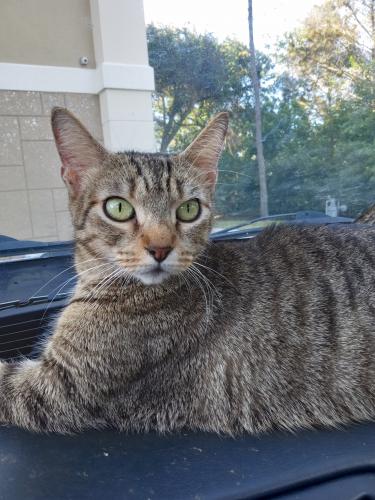 Lost Female Cat last seen Northbrook plaza Dr, Hampton Inn and social security office , Naples, FL 34119