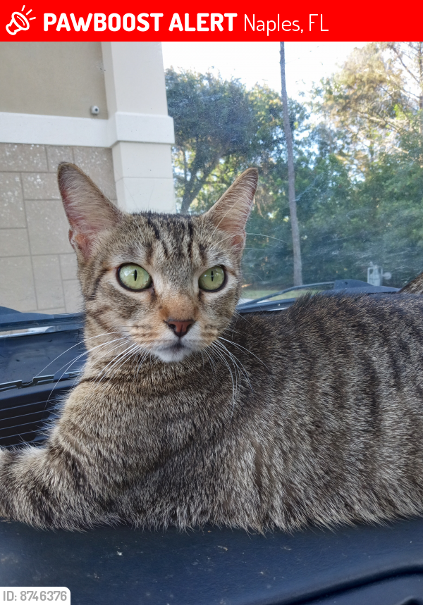 Lost Female Cat last seen Northbrook plaza Dr, Hampton Inn and social security office , Naples, FL 34119