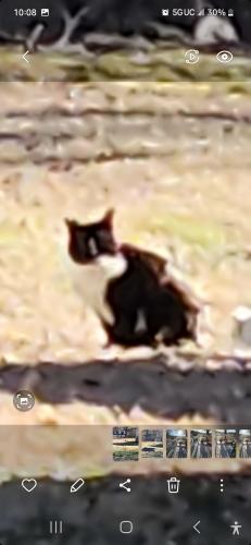 Found/Stray Unknown Cat last seen Centerville road , Lightfoot, VA 23188