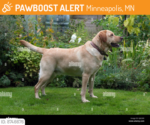 Found/Stray Unknown Dog last seen North 45th bryant minneapolis 55430, Minneapolis, MN 55411