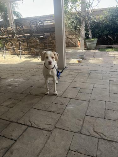 Found/Stray Male Dog last seen Knox and Curtis , Fontana, CA 92336
