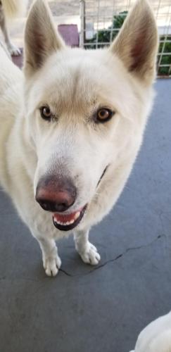 Found/Stray Male Dog last seen Citrus Ave/Miller , Fontana, CA 92336