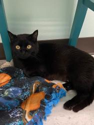 Reunited Female Cat last seen Hope mills NC, Hope Mills, NC 28348