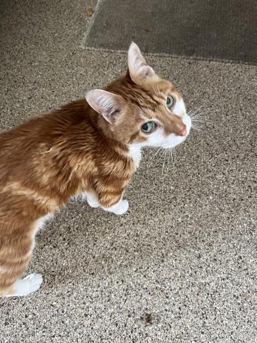 Found/Stray Unknown Cat last seen The strand , Naples, FL 34110