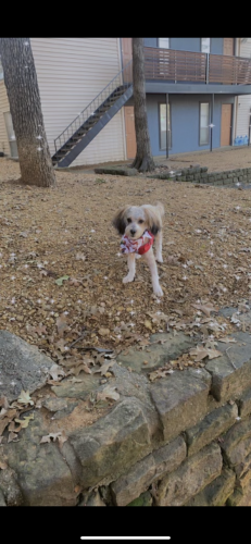 Found/Stray Male Dog last seen park springs circle arlington tezas, Arlington, TX 76013