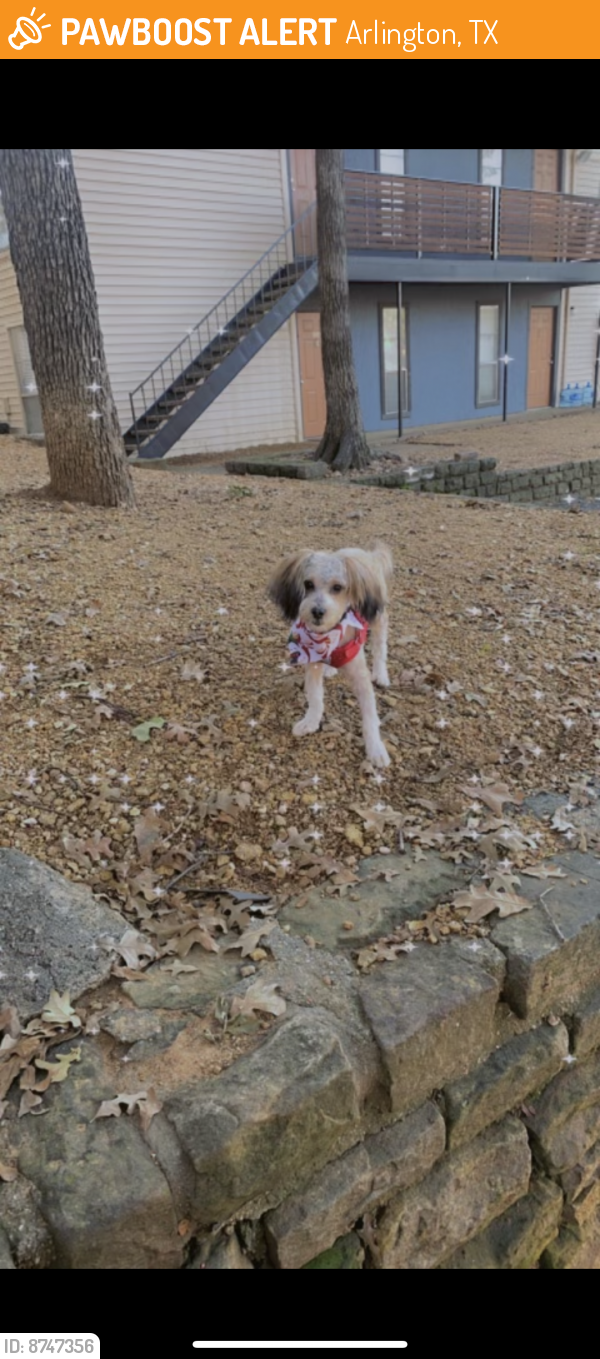 Found/Stray Male Dog last seen park springs circle arlington tezas, Arlington, TX 76013