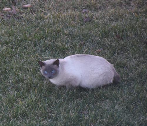 Found/Stray Unknown Cat last seen In backyard yarmouth run, Williamsburg, VA 23188