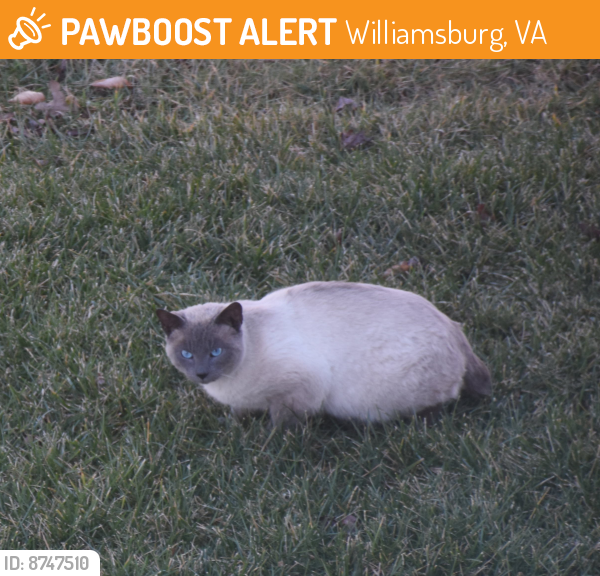 Surrendered Unknown Cat last seen In backyard yarmouth run, Williamsburg, VA 23188