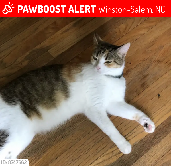 Lost Female Cat last seen Montgomery and Hutton , Winston-Salem, NC 27101