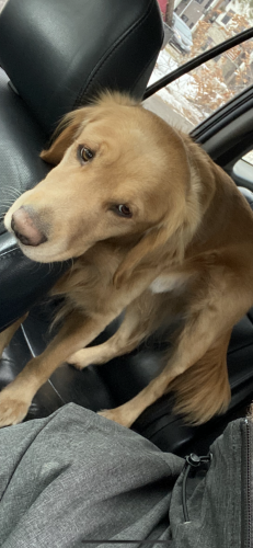 Lost Male Dog last seen 40th street and 37th Ave S, Minneapolis, MN 55406