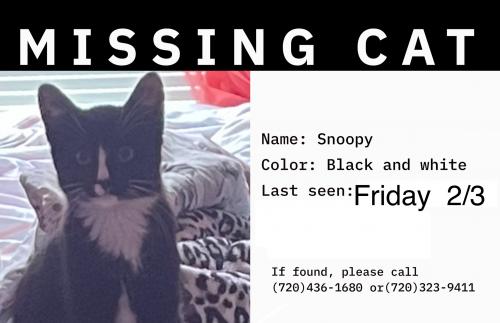 lost and found pets nyc