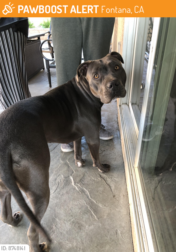 Rehomed Female Dog last seen Rosewood and Red Bluff , Fontana, CA 92336