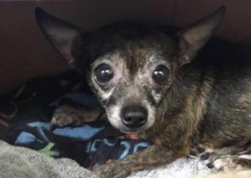 Lost Female Dog last seen Myrtle and Daisy, Santa Ana, CA 92703