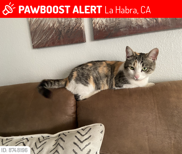 Lost Female Cat last seen Near W Loma Verde Ave, La Habra, CA 90631