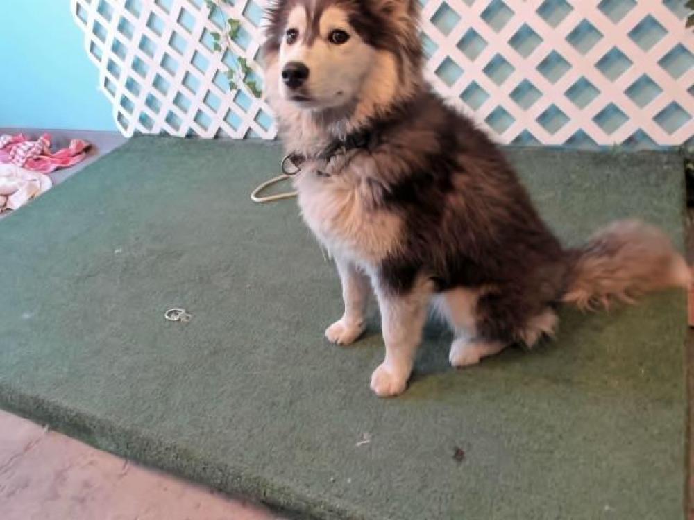 Shelter Stray Unknown Dog last seen , Irwindale, CA 91706