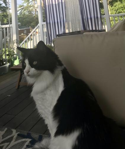 Lost Female Cat last seen Skyline Blvd&SW 54th Lane, Cape Coral, FL 33914