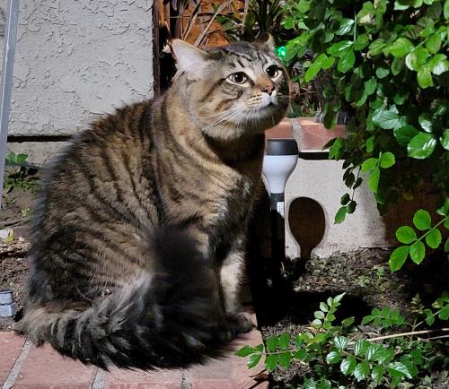 Found/Stray Male Cat last seen Vineyard And Arrow, Rancho Cucamonga, CA 91730